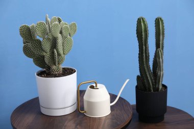 Güzel dikenli armut kaktüsü, diğer ev bitkileri ve sulama tenekeleri ahşap sehpaların üzerinde, mavi duvarın içinde.