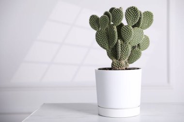 Güzel dikenli armut kaktüsü beyaz masada tencerede, metin için yer var.