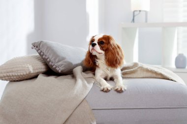 Şövalye Kral Charles Spaniel evde pouf 'ta