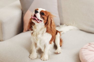Şövalye Kral Charles Spaniel evdeki kanepede oturuyor.