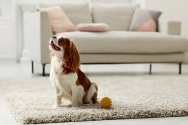 Şövalye Kral Charles Spaniel 'in köpeği. Metin için boşluk