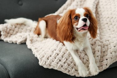 Şövalye Kral Charles Spaniel evdeki kanepede köpek ve ekose.