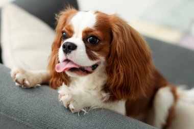 Şövalye Kral Charles Spaniel evdeki kanepede oturuyor.