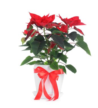 Beyaz tencerede izole edilmiş güzel kırmızı noktalı çiçek (Noel çiçeği)