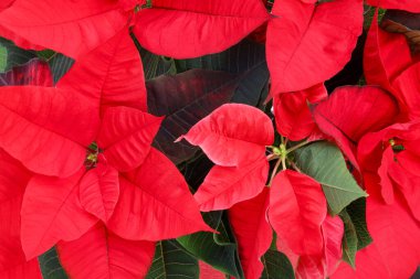 Arka plan olarak güzel kırmızı noktalama (Noel çiçeği), yakın plan