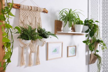 Kapıda asılı duran farklı saksı bitkileri.