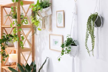 Kapıda asılı duran farklı saksı bitkileri.