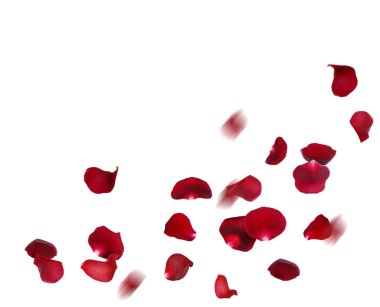 Beyaz arka planda kırmızı gül yaprakları uçuşuyor.