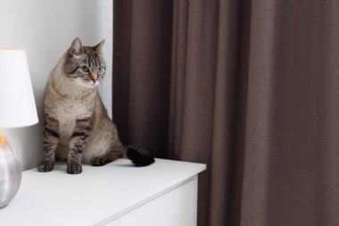 Evdeki beyaz dolapta sevimli kedi, mesaj için yer var.