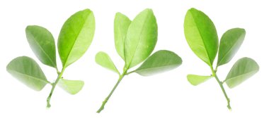 Narenciye bitkisinin yeşil yaprakları beyaz üzerine izole edilmiş.