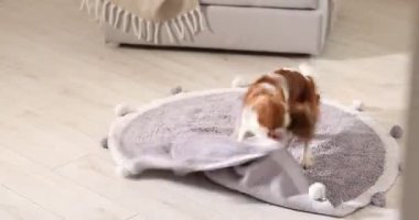 Şövalye Kral Charles Spaniel evde halıyla oynuyor.