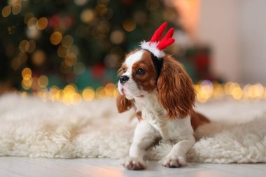 Evde komik saç bandı takmış şirin bir köpek, mesaj için yer var. Noel atmosferi