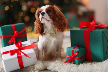 Evde, Noel hediye kutularının yanında sevimli bir köpek var.