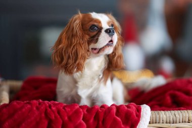 Hasır sepetin içinde Noel için dekore edilmiş sevimli bir köpek.