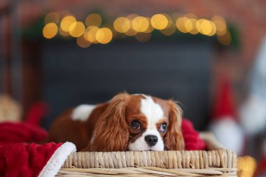 Hasır sepetin içinde Noel için dekore edilmiş sevimli bir köpek.