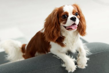 Şövalye Kral Charles Spaniel evdeki kanepede oturuyor.