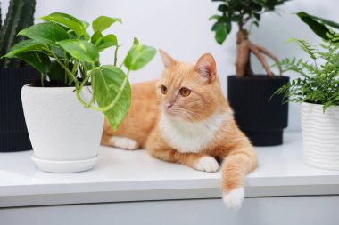 Şirin kızıl kedi ve farklı ev bitkileri.