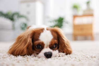 Evde şirin bir köpek var, mesaj için yer var.