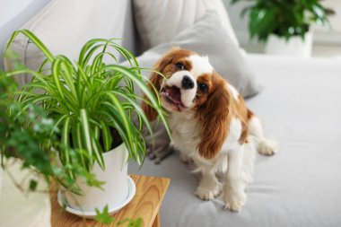 Kanepede sevimli bir köpek ve evdeki yeşil bitkiler.