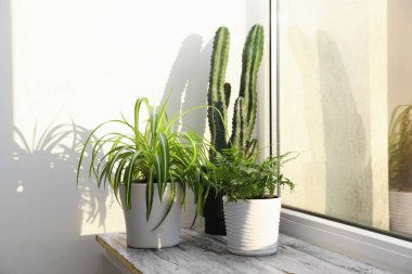 Pencere pervazında güzel saksılar var.