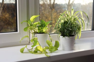 Pencere pervazında güzel saksılar var.