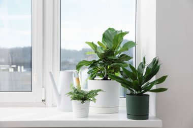 Pencerenin pervazında farklı güzel bitkiler ve sulama tenekeleri var.