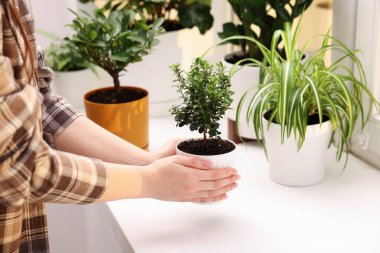 Bir kadın pencerenin pervazına yeşil çiçekleri yerleştiriyor.