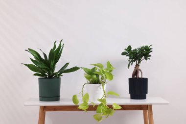 Beyaz masadaki güzel yeşil bitkiler.