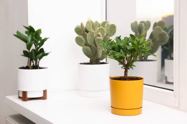 Evdeki pencere pervazında farklı güzel bitkiler.