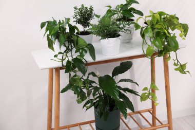 Beyaz duvarın yanındaki konsol masasında farklı saksı bitkileri var.