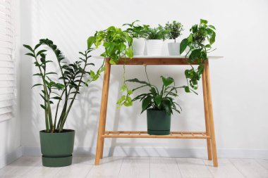 Beyaz duvarın yanındaki konsol masasında farklı saksı bitkileri var.