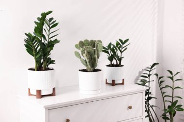 Beyaz duvarın yanındaki şifoniyerde farklı saksı bitkileri var.