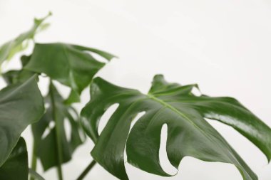 Beyaz arka planda büyüyen güzel canavar, yakın plan