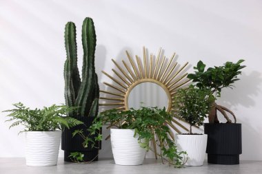 Beyaz duvarın yanındaki gri masada farklı yeşil bitkiler var.