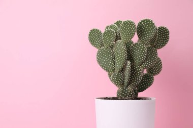 Güzel dikenli armut kaktüsü pembe arka planda, yakın plan. Metin için boşluk