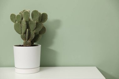 Yeşil duvarın yanındaki ışıklı masada, tencerede duran dikenli armut kaktüsü. Metin için boşluk