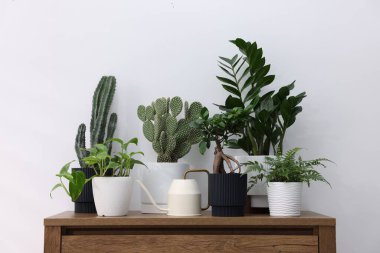 Beyaz duvarın yanındaki ahşap şifoniyerde farklı yeşil bitkiler ve sulama konserveleri var.