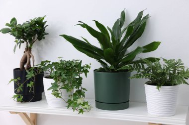 Beyaz rafta farklı yeşil bitkiler var.