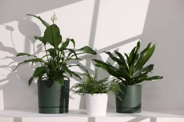 Beyaz duvarın yanındaki masada güzel saksılar var.