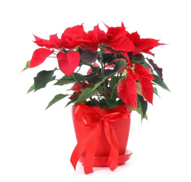 Beyaz tencerede izole edilmiş güzel kırmızı noktalı çiçek (Noel çiçeği)