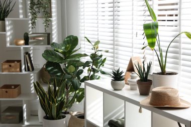 Raf üniteleri ve yeşil bitkiler kapalı, yakın çekim. İç tasarım