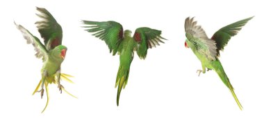 Beyaz arka planda uçan parlak papağan koleksiyonu. Alexandrine muhabbet kuşu