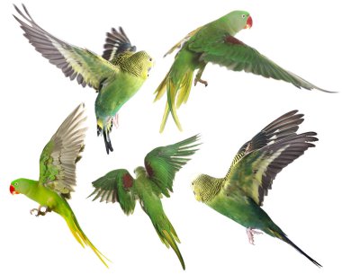 Beyaz arka planda uçan parlak papağan koleksiyonu