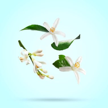 Citrus çiçekleri ve yaprakları açık mavi arkaplanda düşüyor