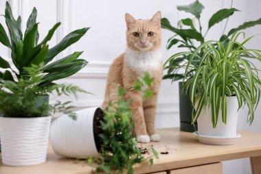 Kızıl kedi, ev bitkisinin neredeyse devrilmesine ramak kalmıştı.