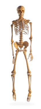 Beyaz arkaplanda yapay insan iskeleti modeli