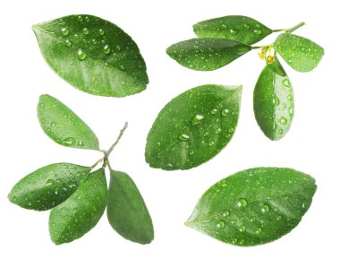 Yeşil narenciye yaprakları ve beyaz üzerine su damlaları.