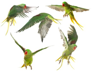 Beyaz arka planda uçan parlak papağan koleksiyonu. Alexandrine muhabbet kuşu