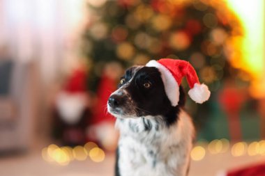 Noel Baba şapkalı şirin köpek Noel için dekore edilmiş, mesaj için yer var.
