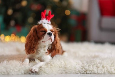 Evde komik saç bandı takmış şirin bir köpek, mesaj için yer var. Noel atmosferi